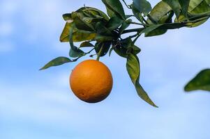 naranja jardín con naranjas en primavera. arboles con frutas 3 foto