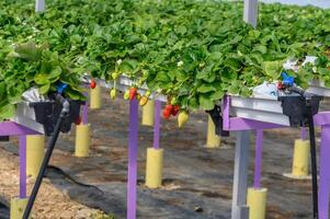 Lush growth of strawberries in a greenhouse, Northern Cyprus 6 photo