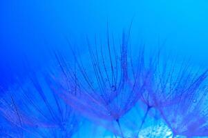 Water drops on a parachutes dandelion on a beautiful blue.7 photo