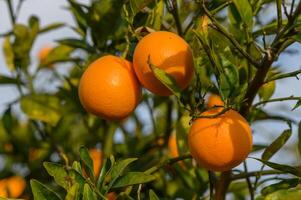 orange tree branches with ripe juicy fruits. natural fruit background outdoors 4 photo