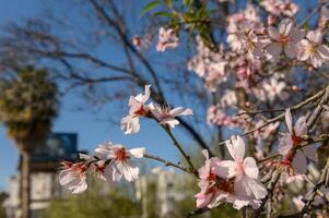 almond blossoms in February in Cyprus 3 photo