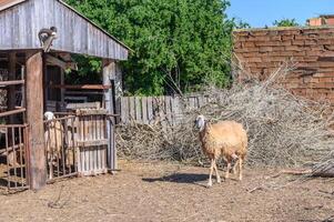 Funny sheep. Portrait of sheep showing tongue.3 photo