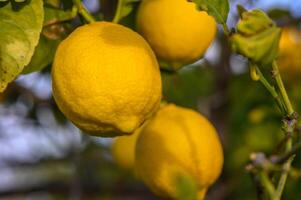 Yellow citrus lemon fruits and green leaves in the garden. Citrus lemon growing on a tree branch close-up. 1 photo