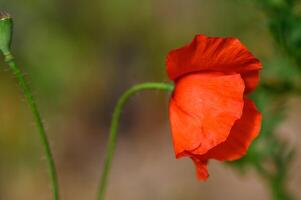 Close-up of a red poppy flower during the day photo