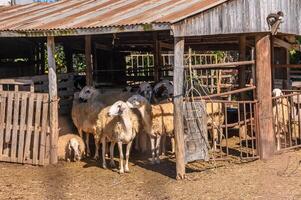 manada de oveja camina libremente en un granja en un soleado día, eco granja concepto1 foto