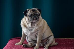 Senior pug sitting on the floor at home 2 photo