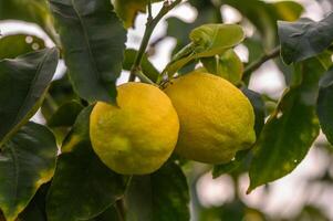 Bunch of Lemon fruit over green natural garden Blur background, Lemon fruit with leaves in blur background.6 photo