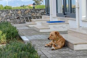 red dog in winter in Cyprus 2 photo