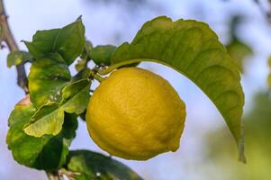 amarillo agrios limón frutas y verde hojas en el jardín. agrios limón creciente en un árbol rama primer plano.9 foto