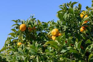 oranges in the garden in winter in Cyprus 2 photo