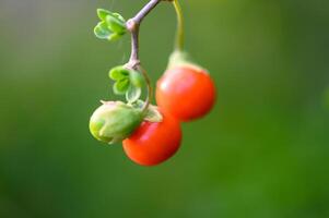 European boxwood with red berries in Cyprus in winter 4 photo