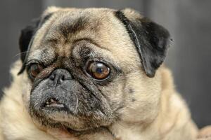 Cozy pug lying on the sofa 6 photo