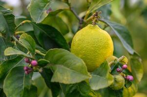 limón. maduro limones colgando en árbol. creciente limón 3 foto