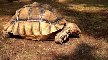 un grande marrón Tortuga es caminando video