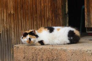 beige gato dormido a el Dom Mancha foto