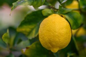 agrios limón frutas con hojas aislado, dulce limón frutas en un rama con trabajando camino.1 foto