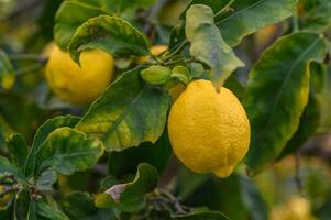 limón. maduro limones colgando en árbol. creciente limón 6 6 foto