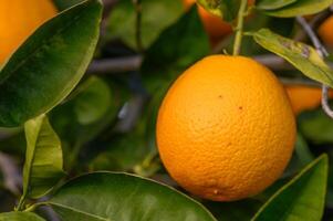 Close-up of ripe oranges hanging on a tree in an orange plantation garden 12 photo