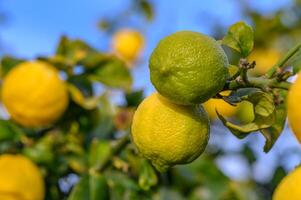 Bunch of Lemon fruit over green natural garden Blur background, Lemon fruit with leaves in blur background. 12 photo