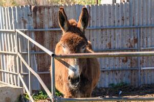 donkey in a pen in the village in winter 2 photo