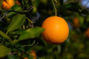 Bouquet of ripe oranges hanging on a tree, Cyprus, Gaziveren 5 photo