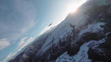 vlucht van een gier in de wild natuur van de hooglanden van de Kaukasus. een vogel van prooi hoog in de lucht tegen de backdrop van bergen en de instelling zon. video