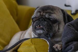 old pug lies on yellow pillows 11 photo