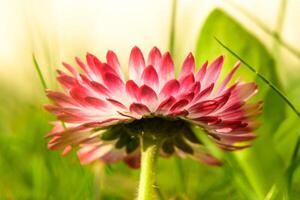 white-pink magarita flower is beautiful and delicate on a blurred grass background 6 photo