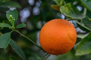 orange tree branches with ripe juicy fruits. natural fruit background outdoors. 4 photo