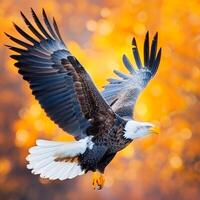 foto Stellers mar águila en naturaleza