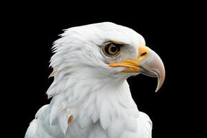 foto realista retrato de un blanco cabeza águila