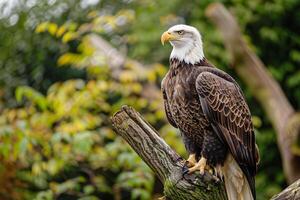 photo bald eagle perched majestically on tree