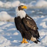 Photo stellers sea eagle in nature