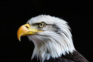 photo realistic portrait of an white head eagle