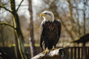 foto calvo águila encaramado majestuosamente en árbol