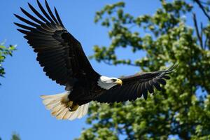 vertical de cerca Disparo de el calvo águila mientras volador foto