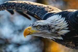 vertical de cerca Disparo de el calvo águila mientras volador foto