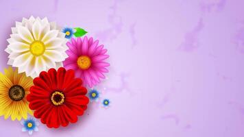 Gradient backdrop featuring blooming spring flowers video