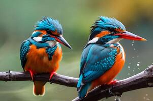 kingfisher fishing from branch photo