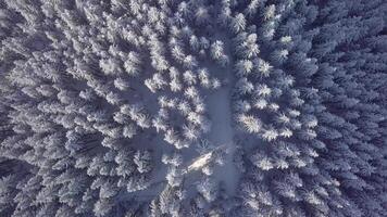 aéreo viaduto congeladas Nevado abeto floresta dentro a Cárpatos dentro inverno. lindo panorama do inverno montanhas. aéreo visualizar. 4k video