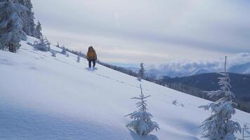 A man with a backpack travels in the mountains in winter. Carpathian mountain range. The concept of travel and active lifestyle. video