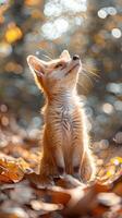 dorado hora mirada. un zorro en medio de otoño hojas foto
