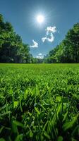 Sunlit Serenity. A Lush Green Meadow Under the Radiant Summer Sky photo