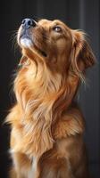 Golden Whispers. A Majestic Canine Gaze photo