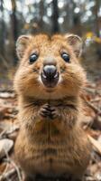 Enchanted Gaze. A Quokka Amidst the Whispering Woods photo