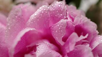 Beautiful flowers bouquet background. Blooming peony close-up with water drops, morning dew. Wedding backdrop, Valentine's Day concept. Blossom, flower. Macro shot video