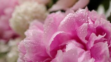 Beautiful flowers bouquet background. Blooming peony close-up with water drops, morning dew. Wedding backdrop, Valentine's Day concept. Blossom, flower. Macro shot video