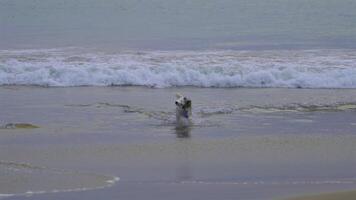 Husky shakes off the water on the beach video