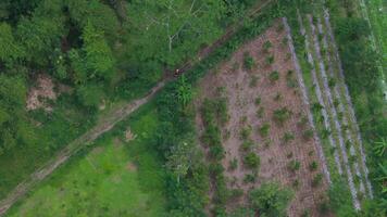 Enduro Motorcycle Riding On Rainforest Forest Road Drone Shot video