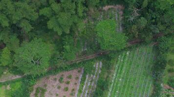 enduro moto équitation sur forêt tropicale forêt route drone coup video